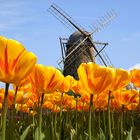 Windmühle im Tulpenfeld