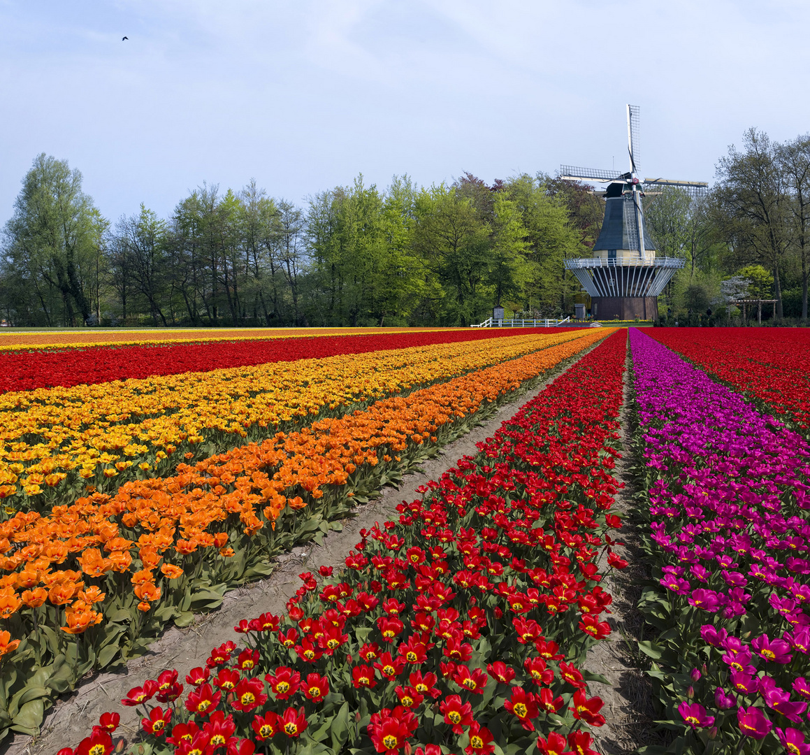 Windmühle im Tulpenfeld