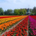 Windmühle im Tulpenfeld