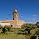 Windmühle in Algaida