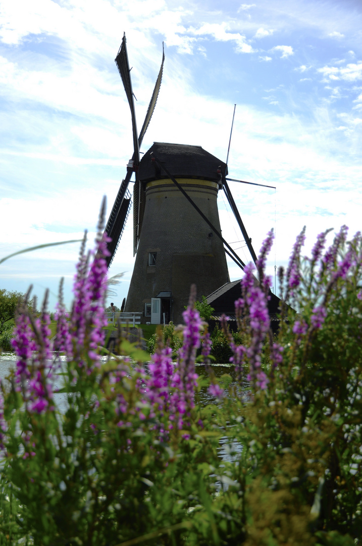 Windmühle Kinderdijk