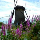 Windmühle Kinderdijk
