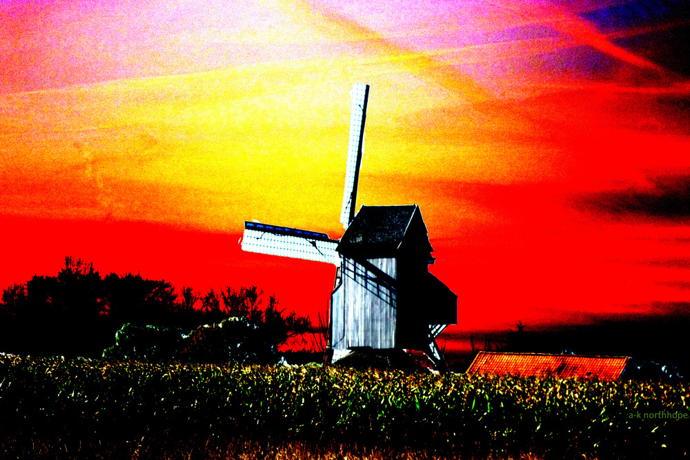 Windmühle mit Maisfeld in Hondschoote, Frankreich, Pas-de-Calais