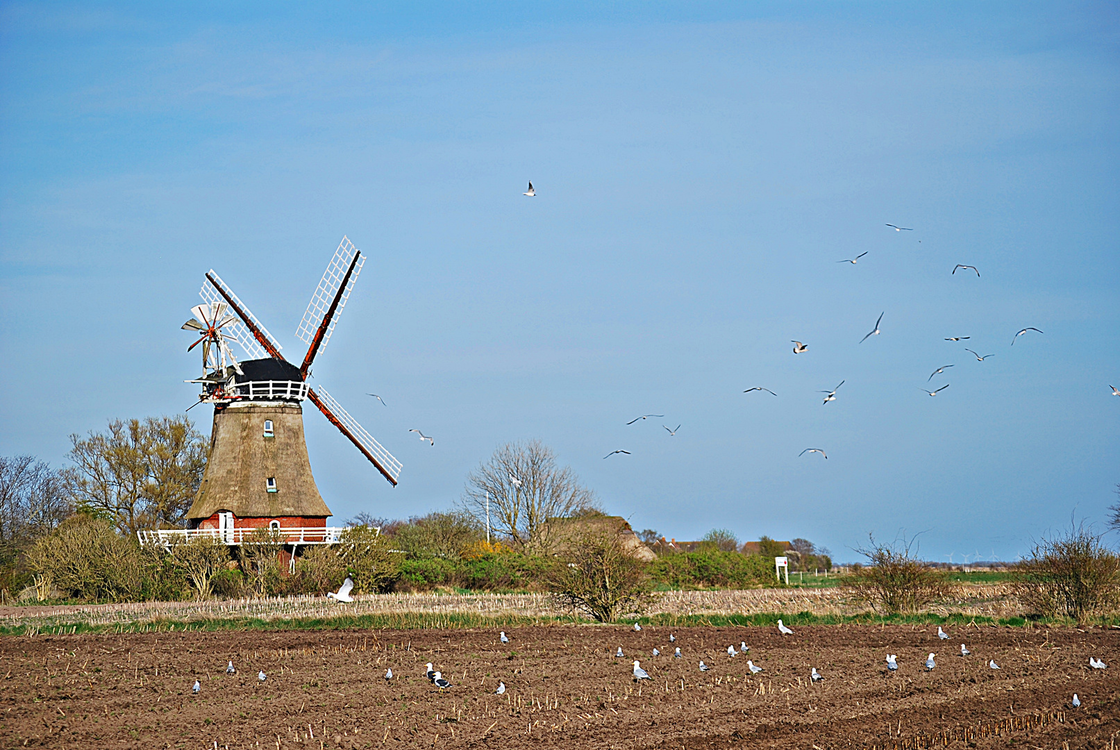 Windmühle mit Möwen...