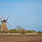 Windmühle mit Möwen...