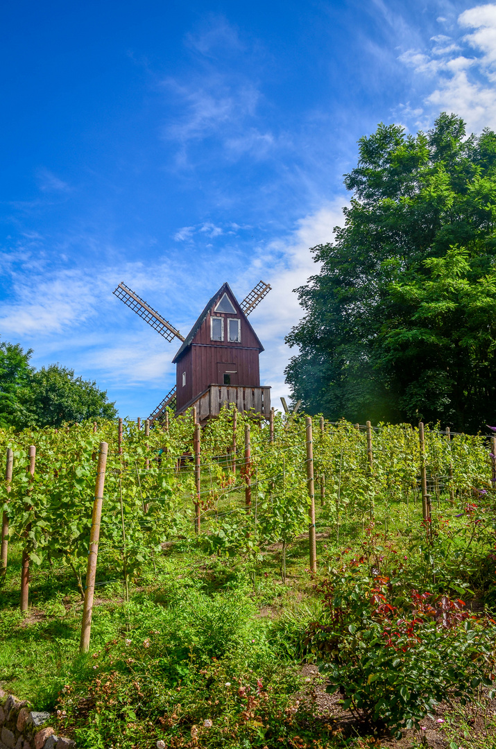 Windmühle Tierpark Ueckermünde