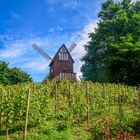 Windmühle Tierpark Ueckermünde