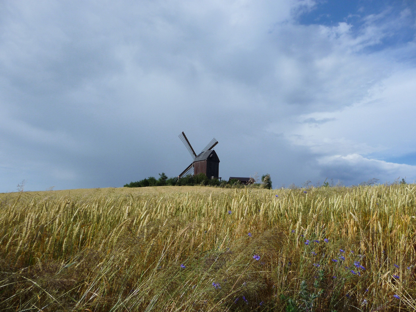 Windmühle und Kornfeld
