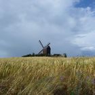 Windmühle und Kornfeld