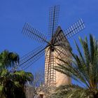 Windmühle zwischen Palmen