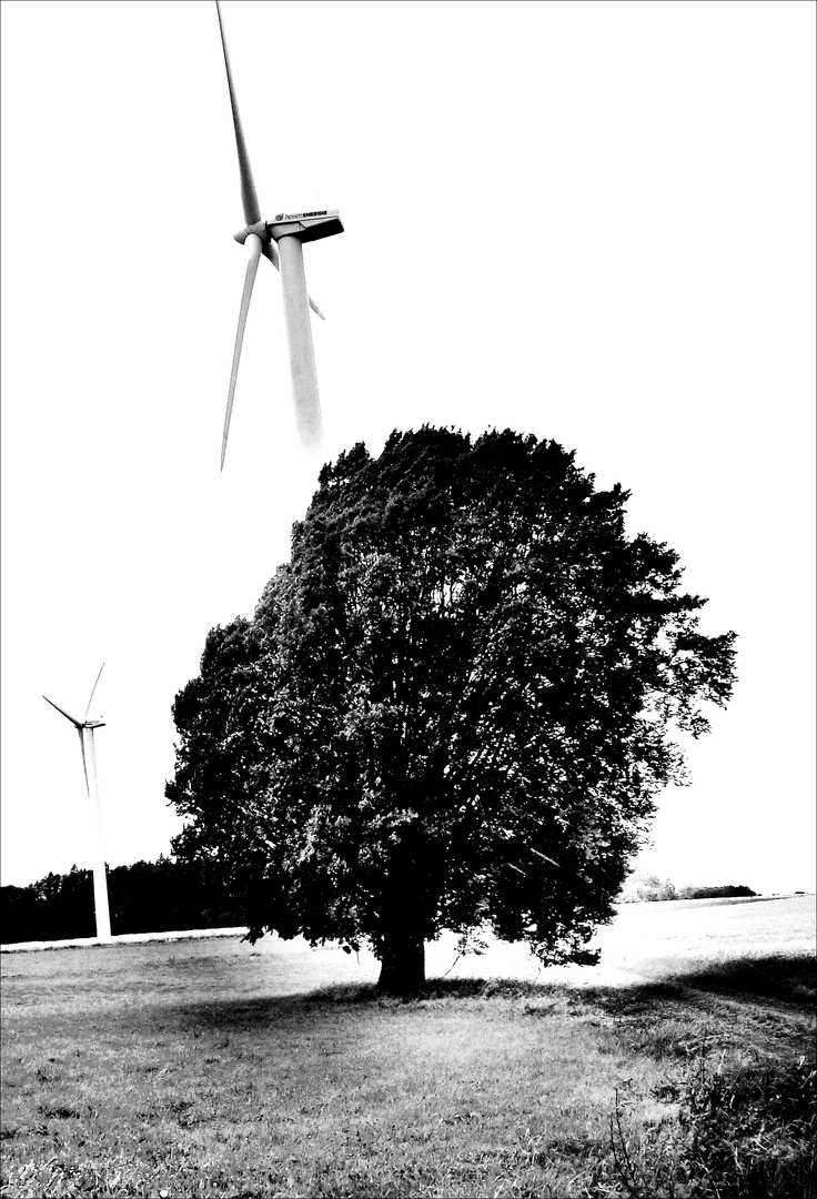 Windmühlen