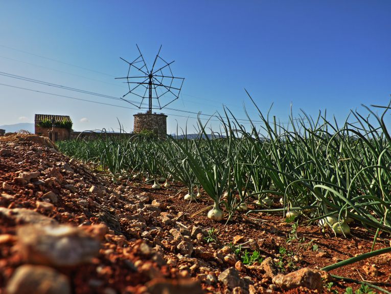 Windmühlen auf Mallorca