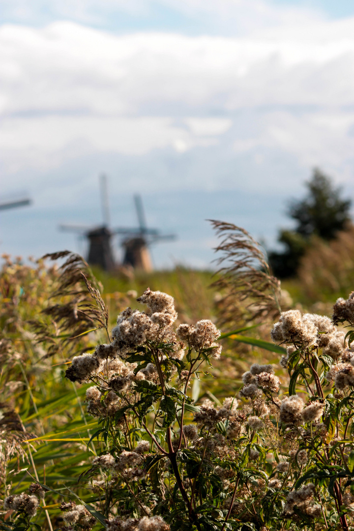 Windmühlen