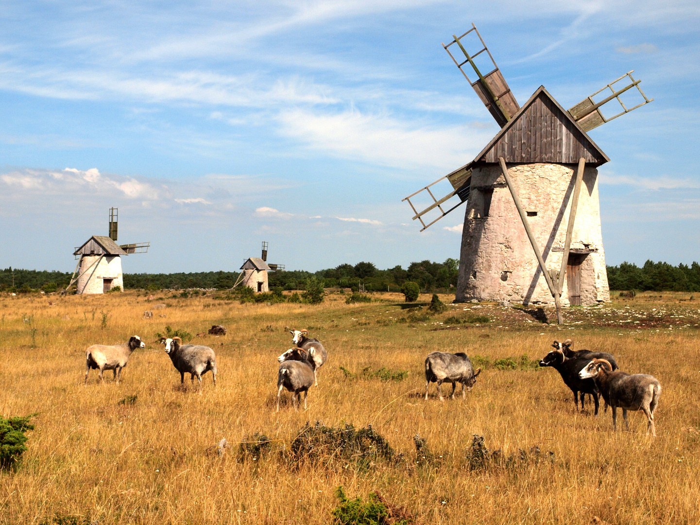 Windmühlen und Guteschafe auf Gotland