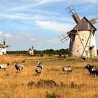 Windmühlen und Guteschafe auf Gotland