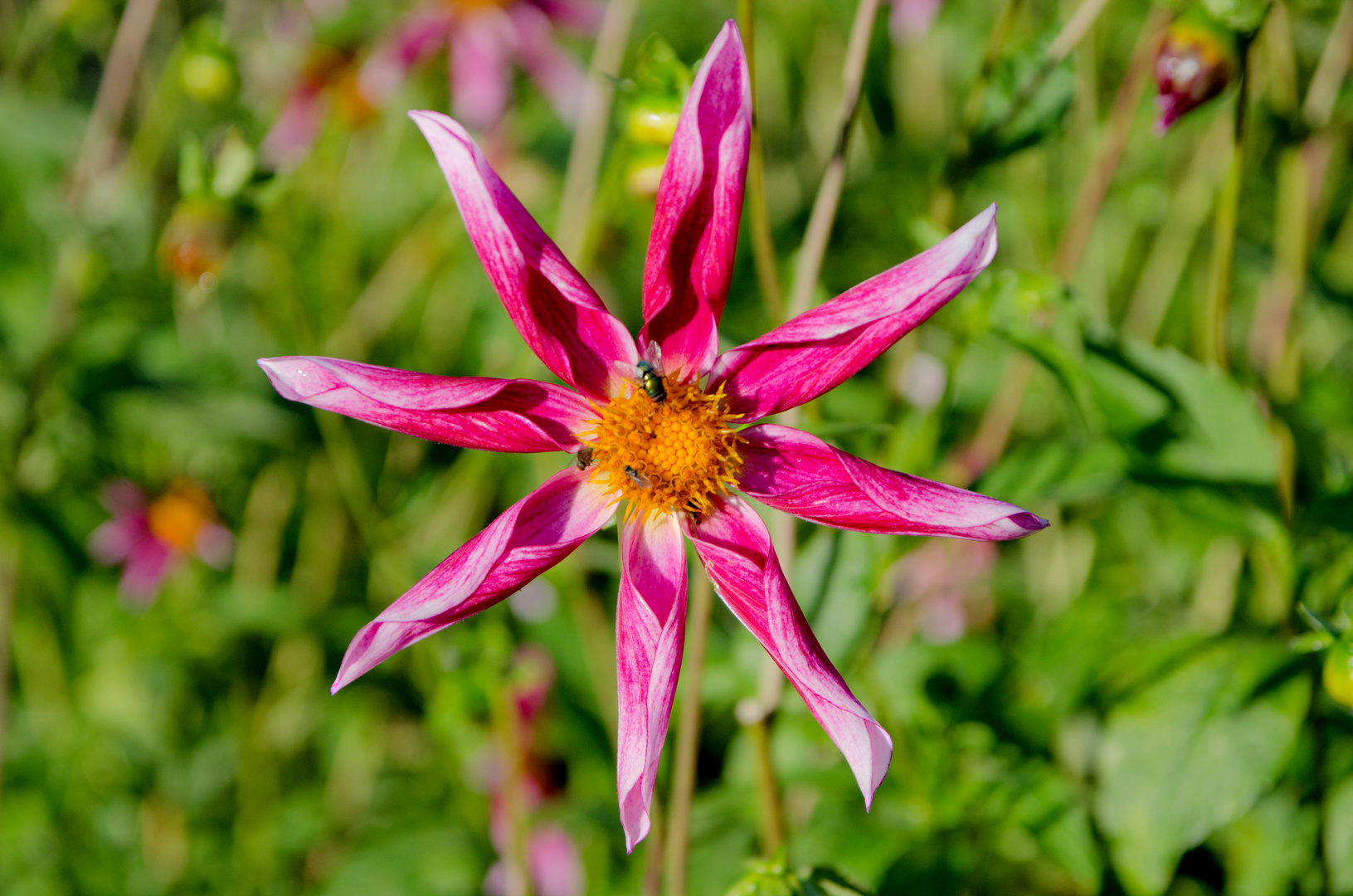 Windmühlenblüte