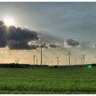 Windmühlenwald in Südbrandenburg