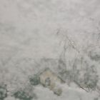 Window 1: Snow I