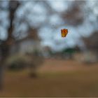 Window Autumn Greeting One