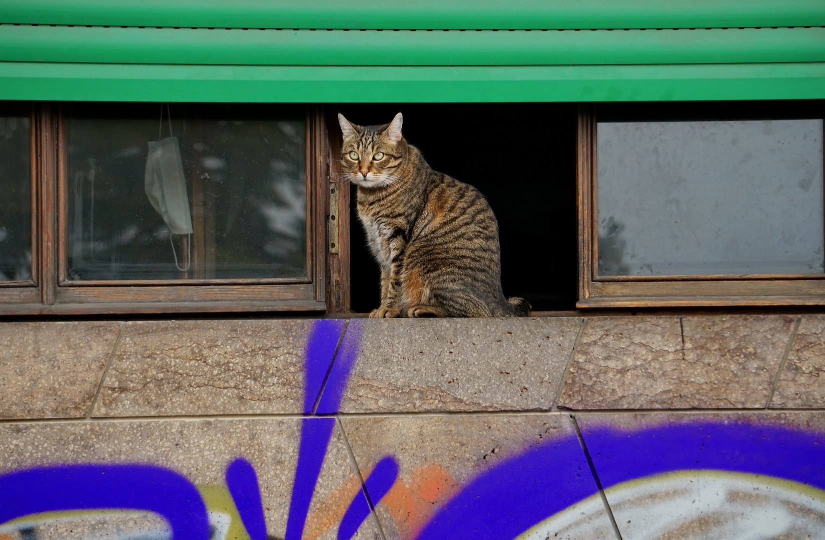 Window Cat