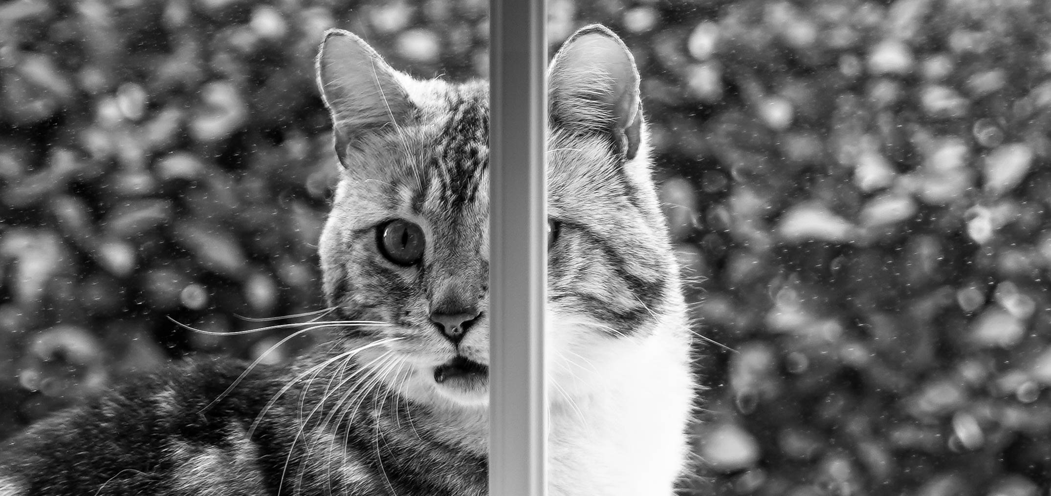 ..window cat..