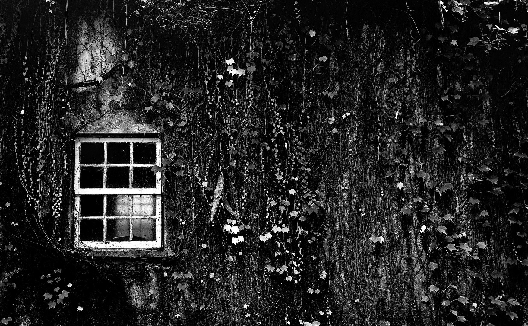 Window
