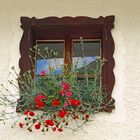 Window & Flowers.