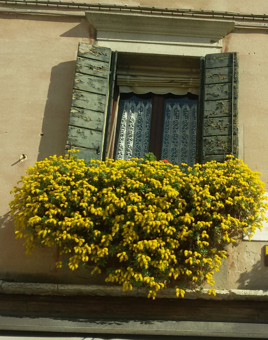 Window in yellow!