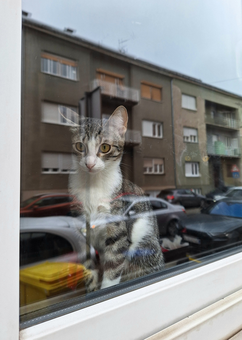 window kitty