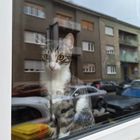 window kitty
