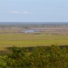 Window on the Wetlands