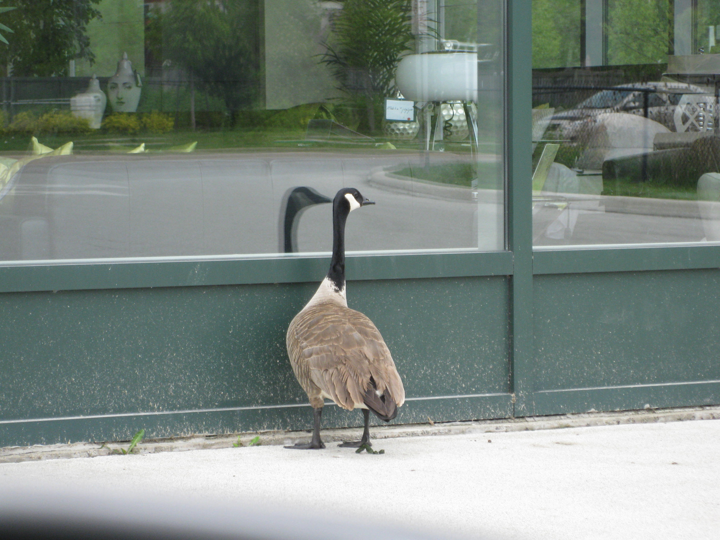 window pecking