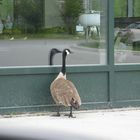 window pecking