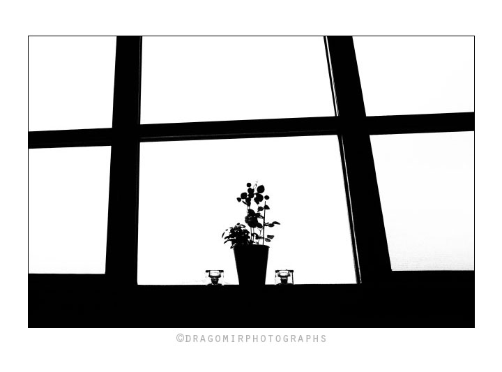 Window Plant And 