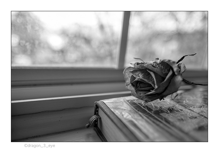 Window Rose 2