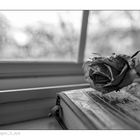 Window Rose 2