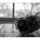 Window Rose 3