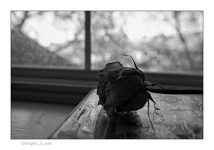 Window Rose 