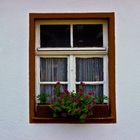 Windowflower