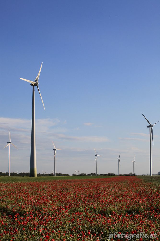 Windpark bei Hainburg (7)