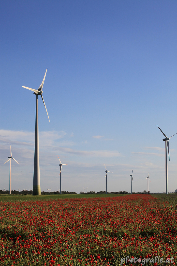 Windpark bei Hainburg (7)