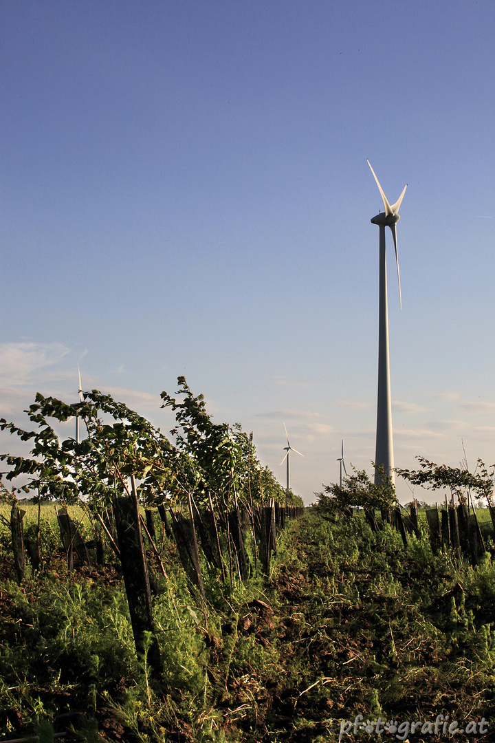 Windpark bei Hainburg (8)