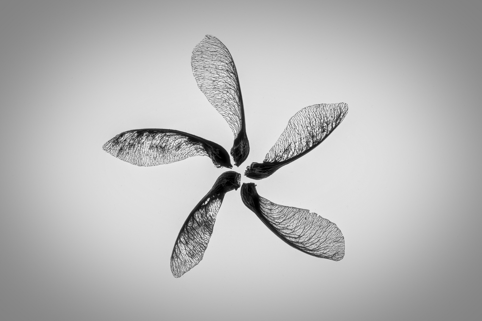 Windpropeller