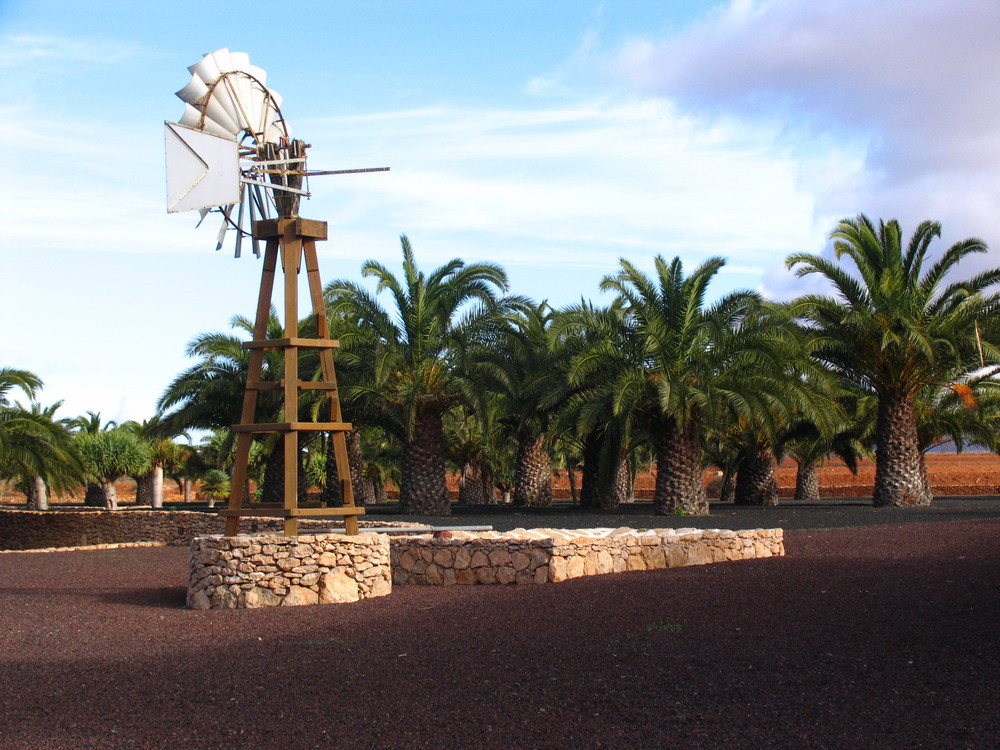 Windrad im Palmengarten