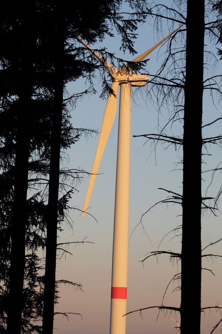 Windrad im Wald