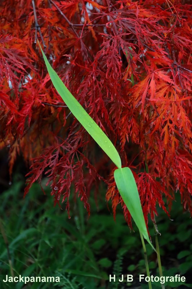 Windrad in Nachbars Garten