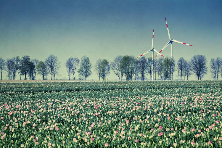 WINDRA?DER UND TULPEN IN NRW