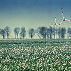 WINDRA?DER UND TULPEN IN NRW