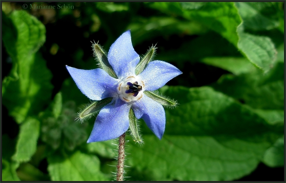 * Windrädchen *