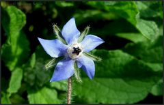 * Windrädchen *